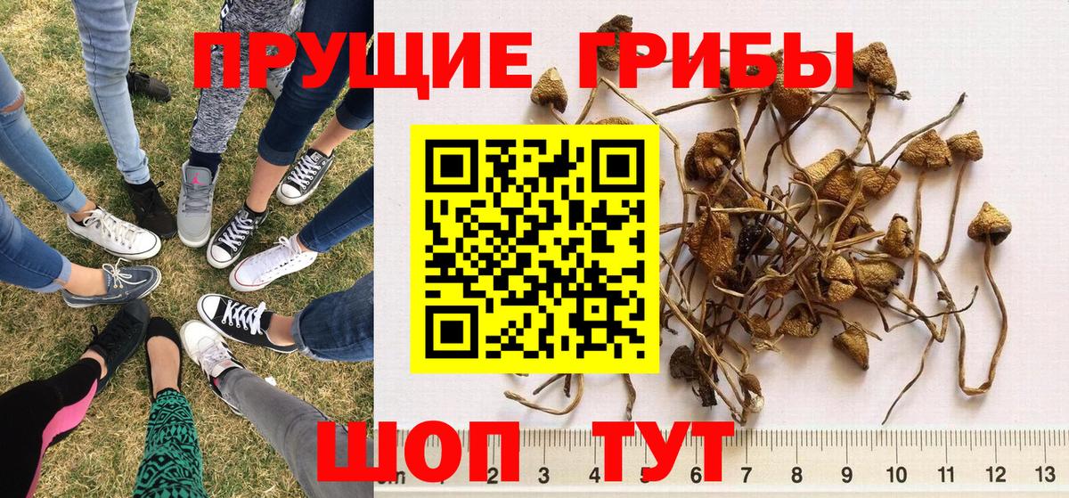 Галлюциногенные грибы Cubensis Котлас
